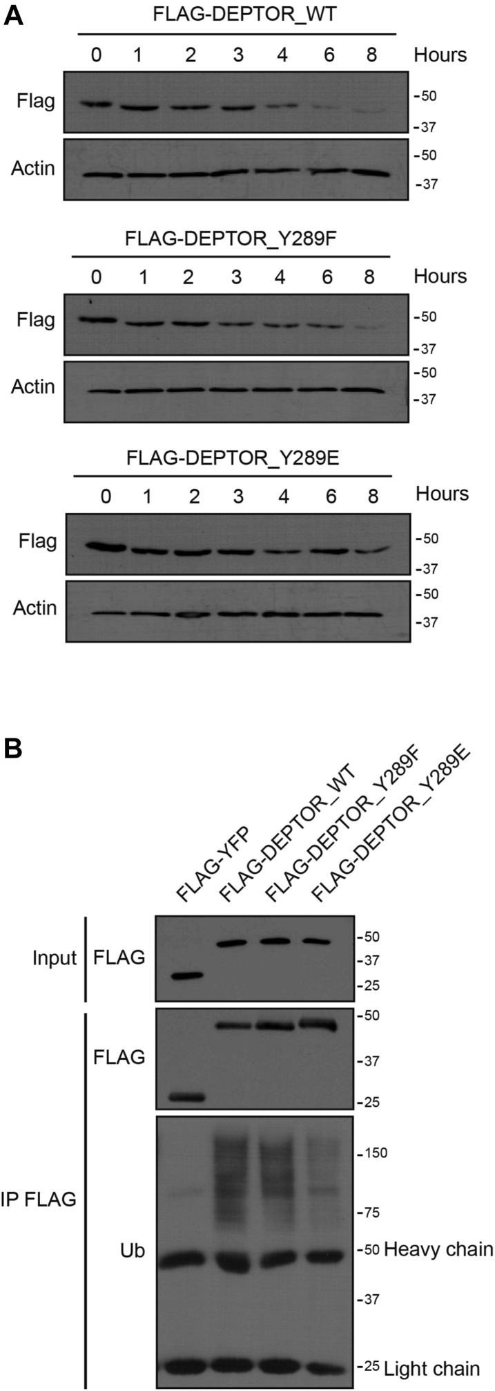 Figure 5