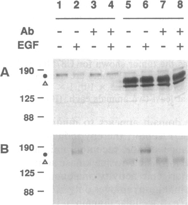 graphic file with name pnas01138-0358-a.jpg