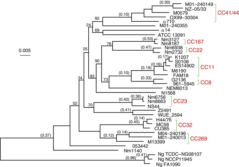 FIG. 1.—