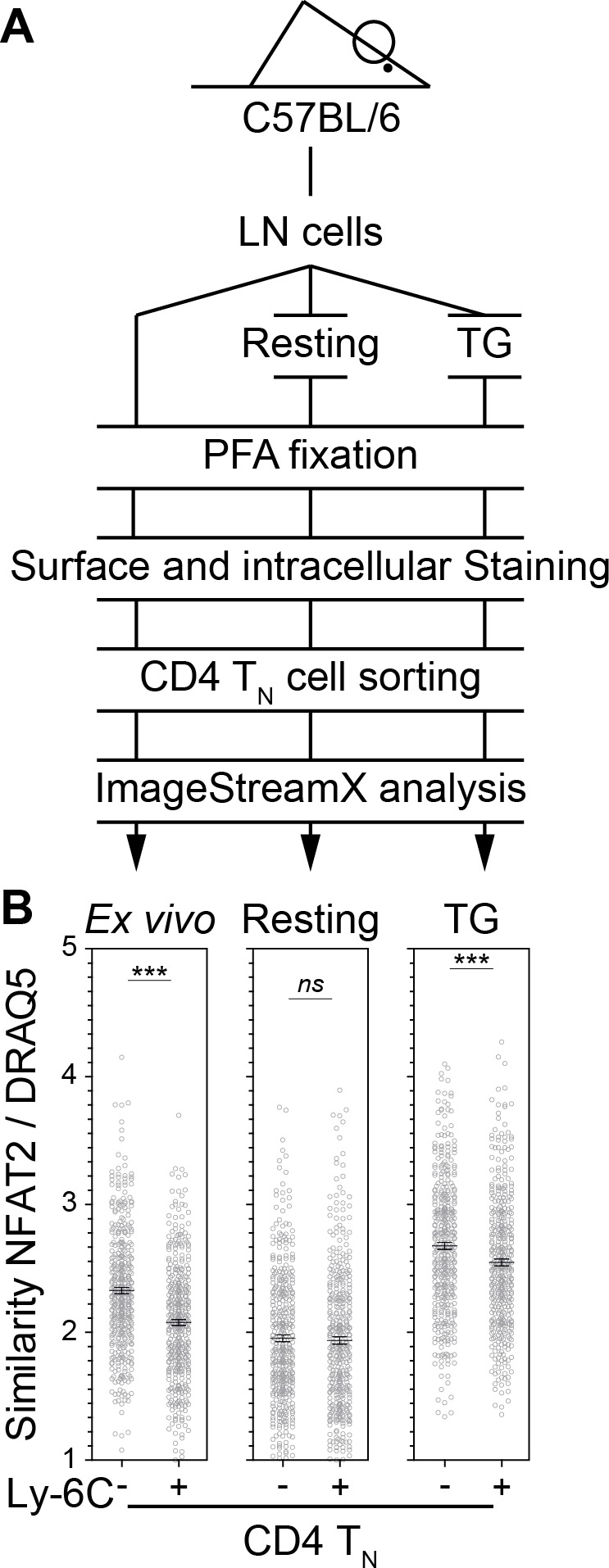 Figure 4—figure supplement 2.