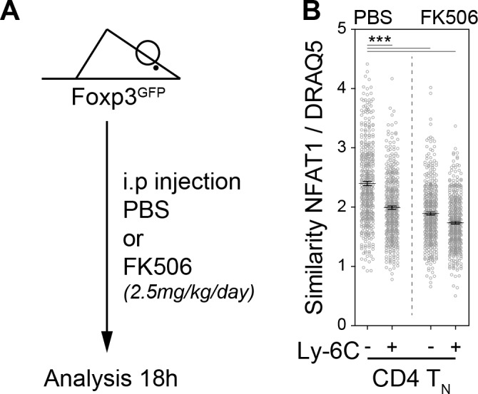 Figure 5—figure supplement 1.