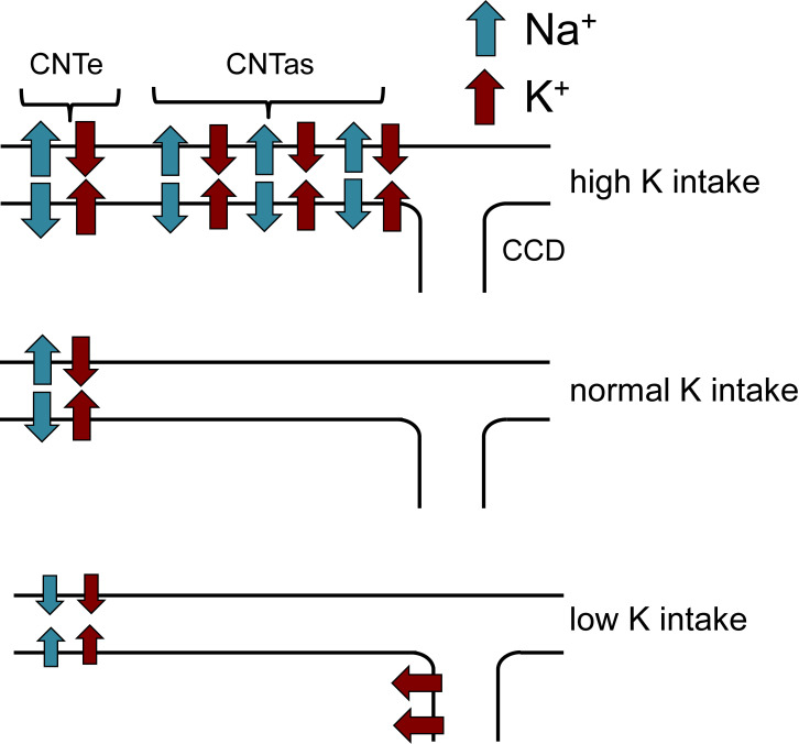 Figure 11.