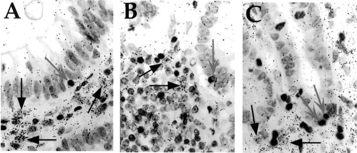 Figure 5  