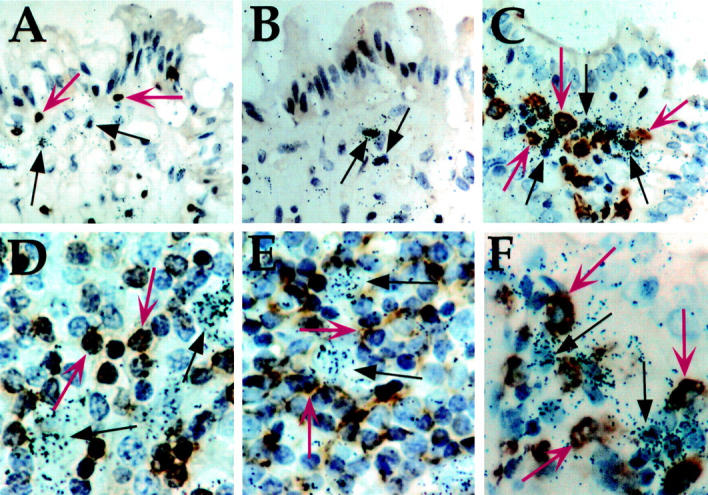 Figure 2  