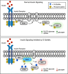 O-GlcNAc regulates insulin signalling through translocation of OGT to the plasma membrane during prolonged insulin signalling.