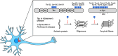 Neurodegenerative diseases like Alzheimer’s disease and Parkinson’s disease are implicated by soluble proteins in neurons, tau and α-Syn, that undergo nucleation to form oligomers.