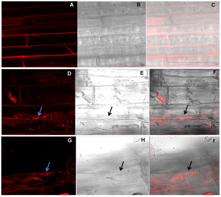 Fig. 8