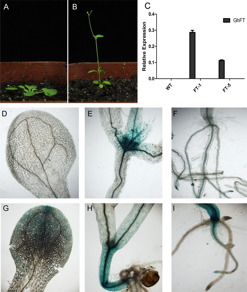 Fig 6