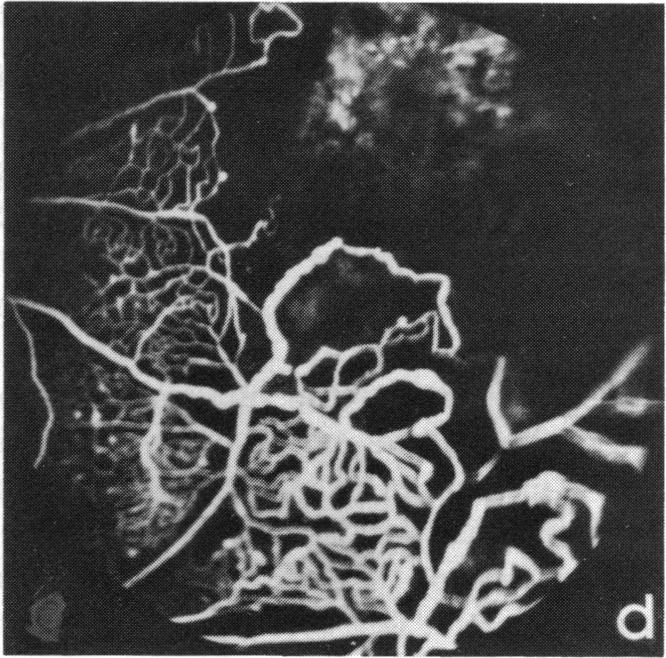 FIGURE 12 d