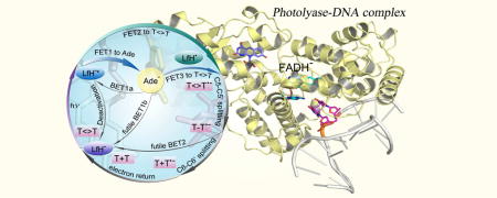 Photolyase: Dynamics and Electron-Transfer Mechanisms of DNA repair - PMC