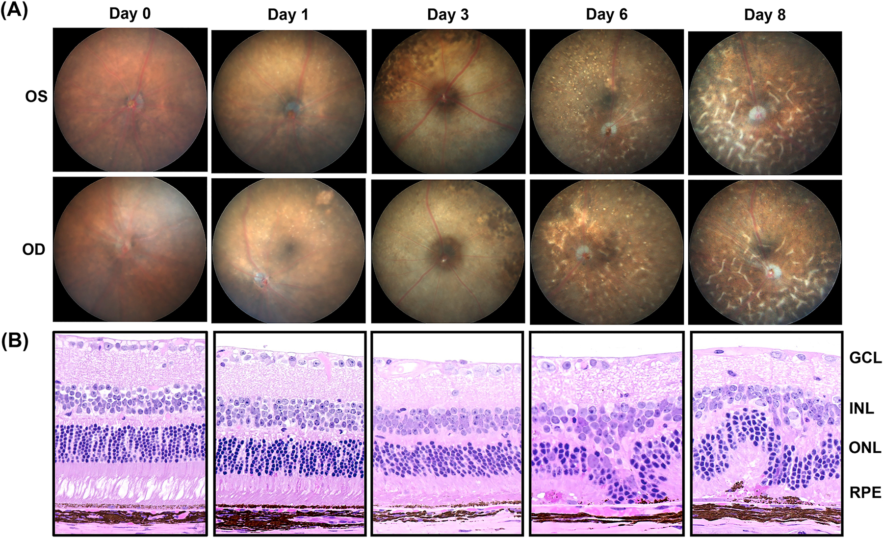 Fig 4: