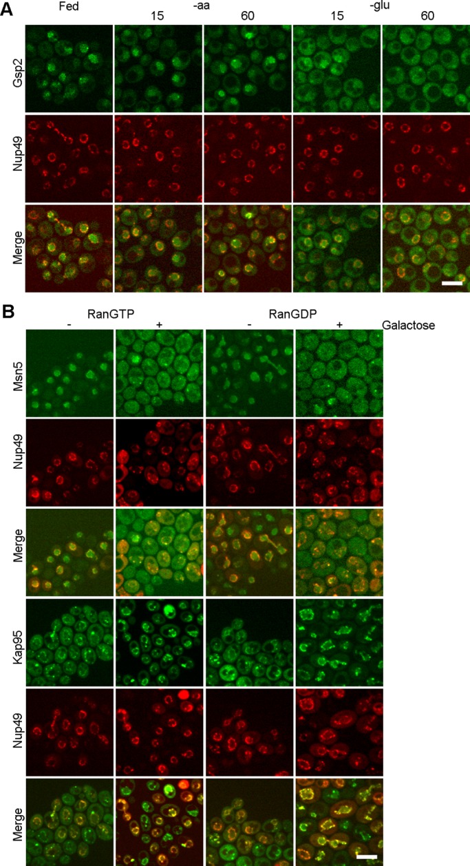 FIGURE 5: