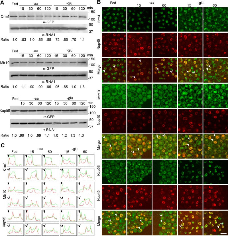 FIGURE 4: