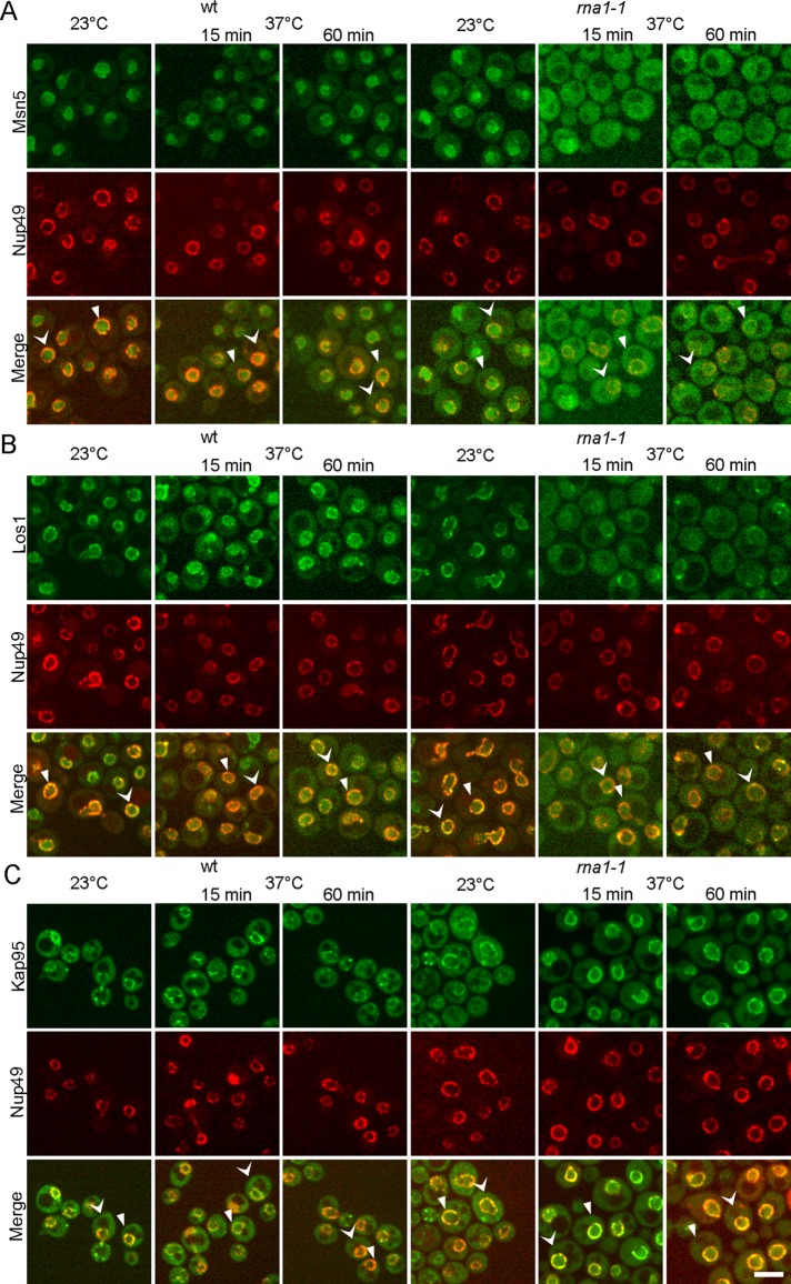 FIGURE 6: