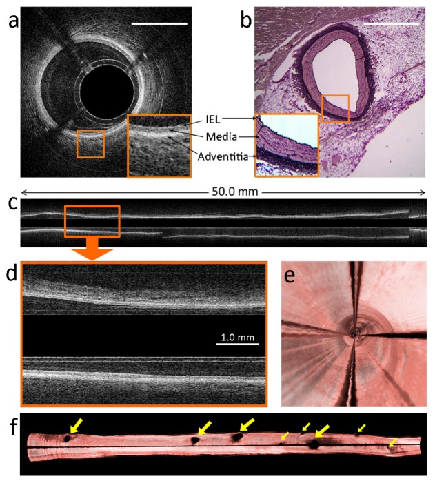 Fig. 5