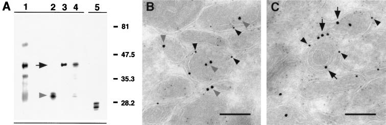 FIG. 5