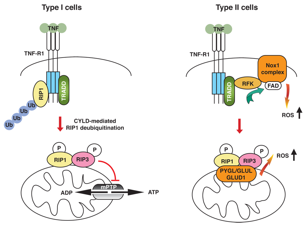 Box 2, Figure 1