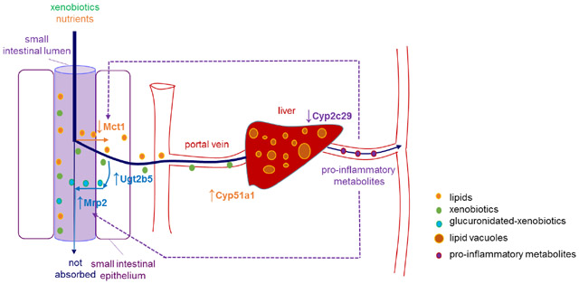 graphic file with name nihms-1006400-f0007.jpg