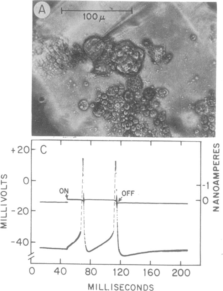 graphic file with name pnas00113-0204-a.jpg