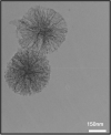 Fig. 12