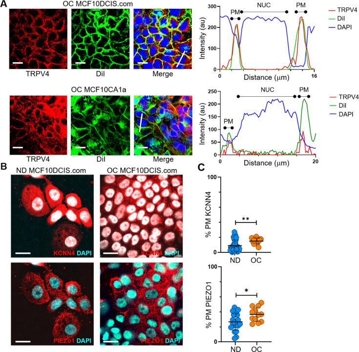 Figure 3—figure supplement 2.