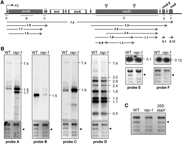 Figure 3.