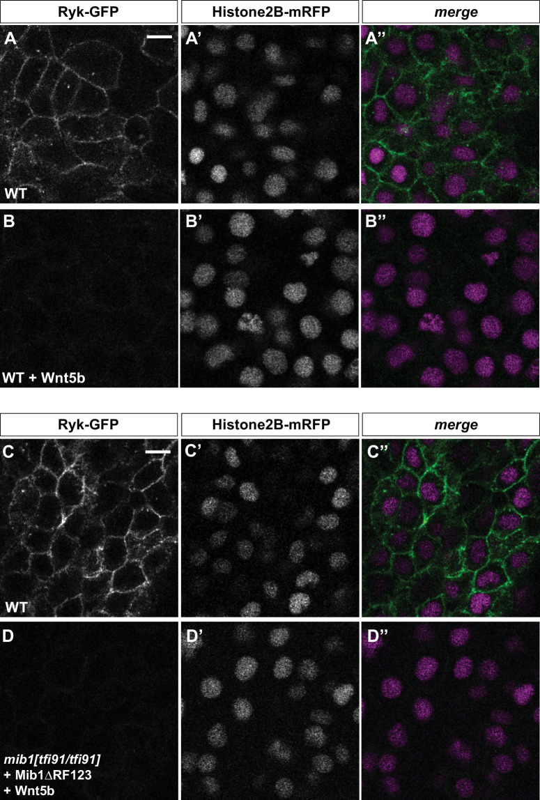 Figure 5—figure supplement 1.