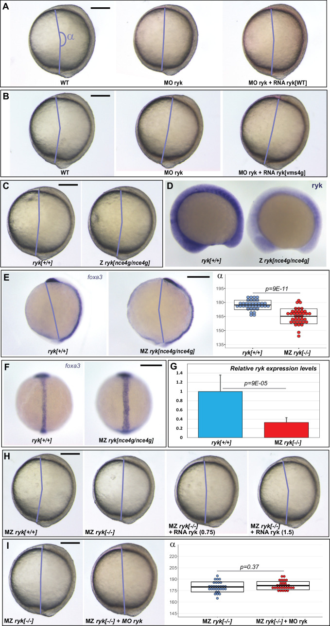 Figure 4—figure supplement 1.