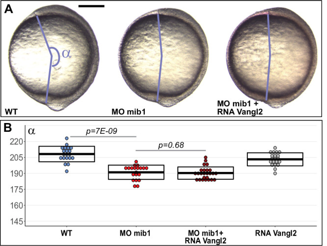 Figure 3—figure supplement 5.