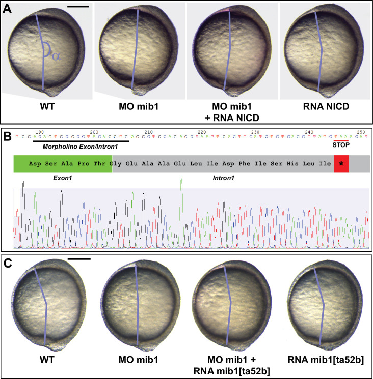 Figure 1—figure supplement 3.