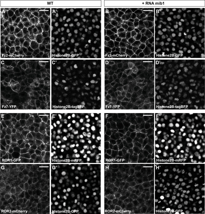 Figure 3—figure supplement 3.