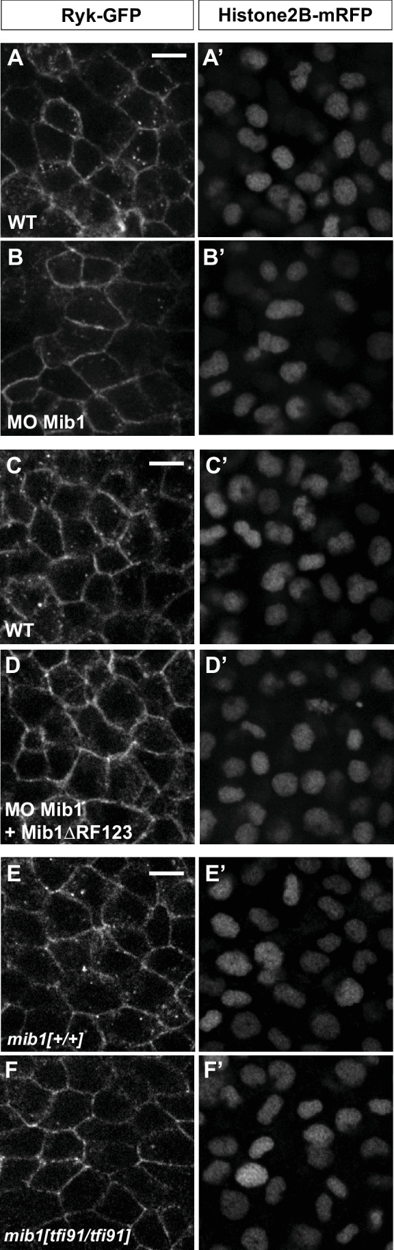 Figure 3—figure supplement 4.