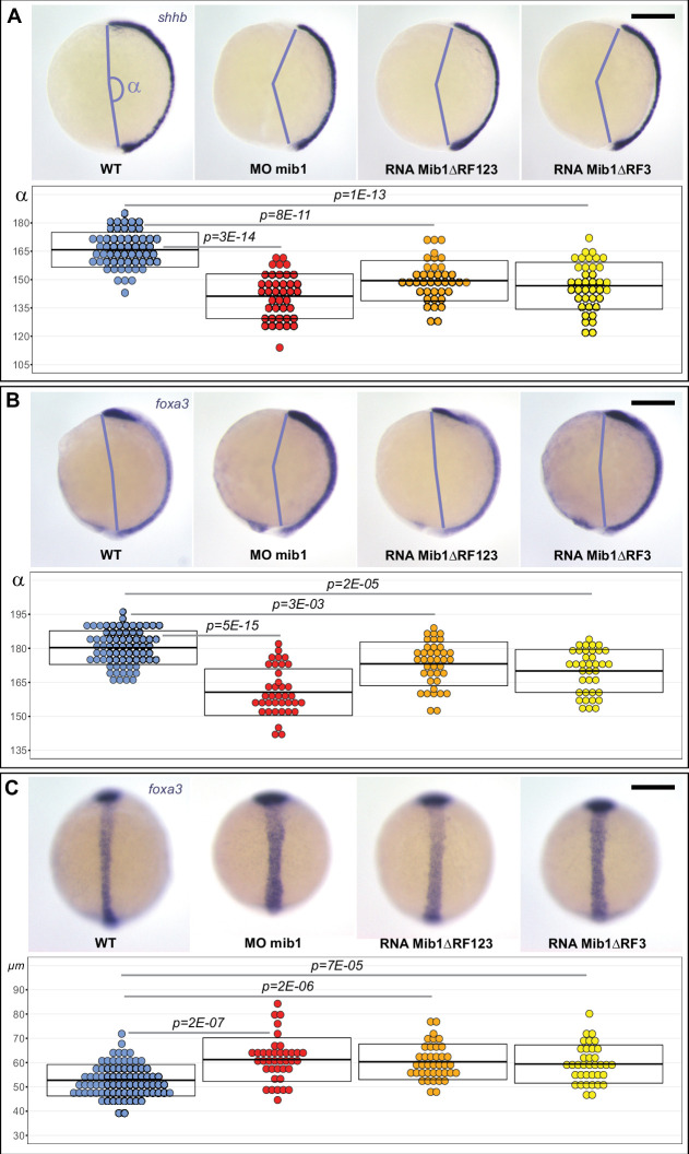 Figure 1—figure supplement 1.