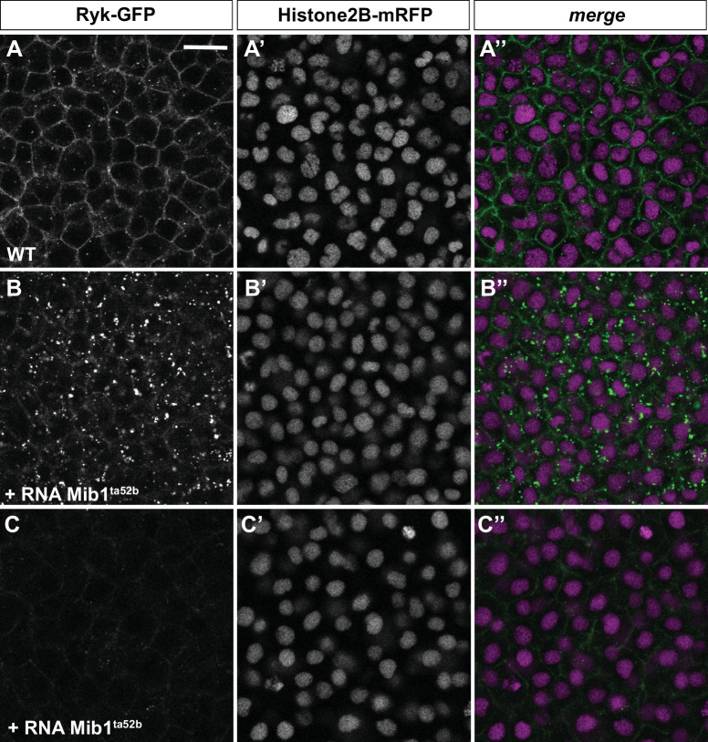 Figure 3—figure supplement 2.