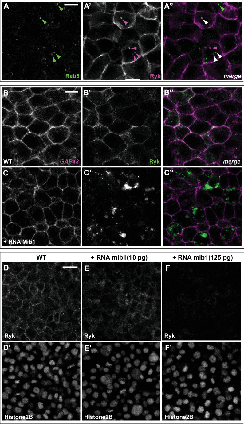 Figure 3—figure supplement 1.