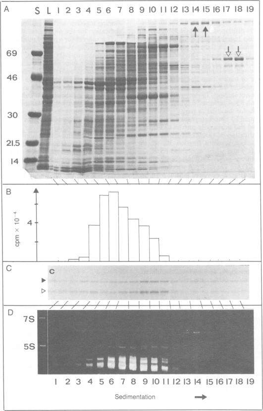 graphic file with name pnas00625-0078-a.jpg