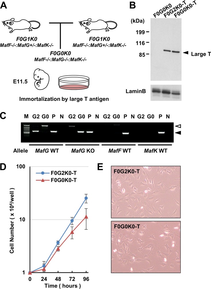 FIG 2