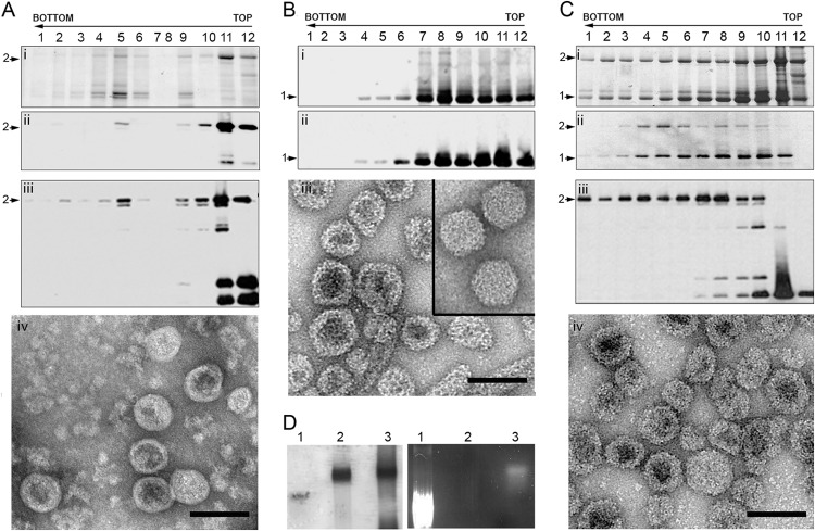 FIG 2