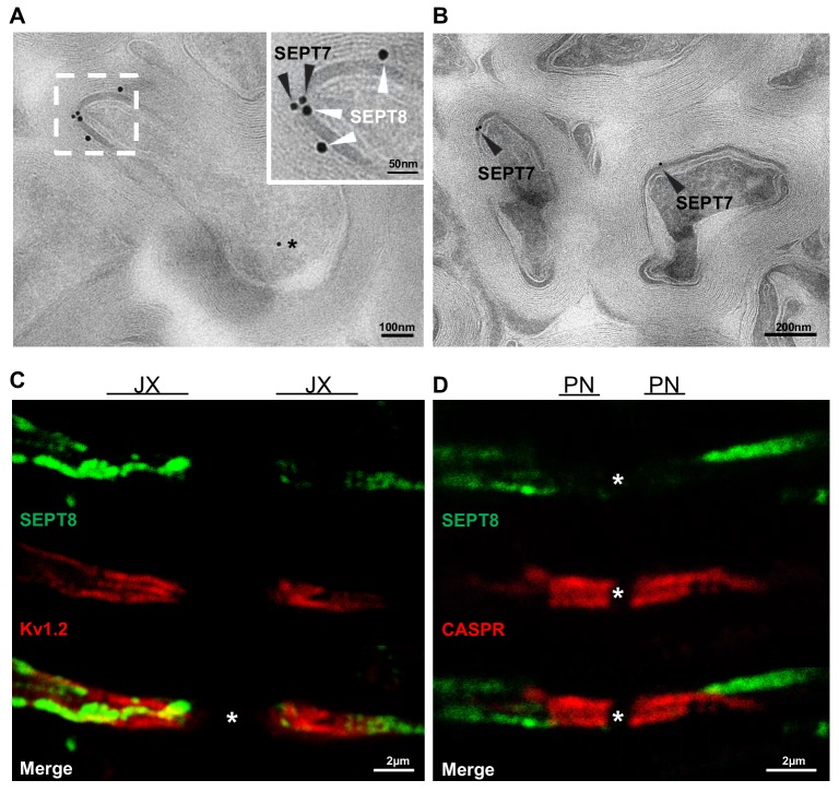 Figure 2—figure supplement 1.