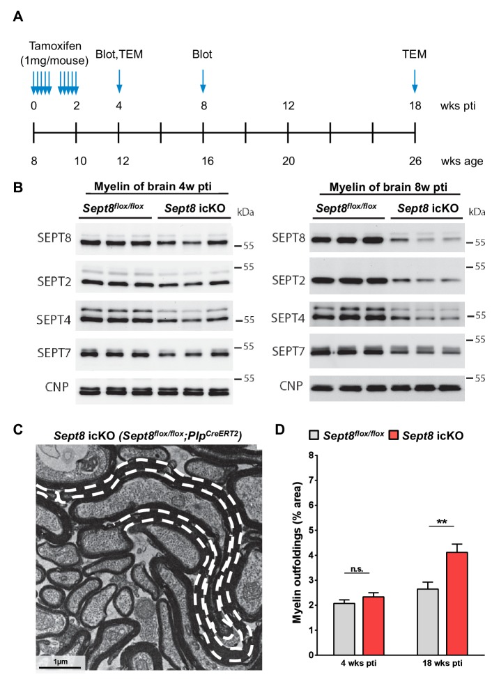 Figure 7—figure supplement 2.