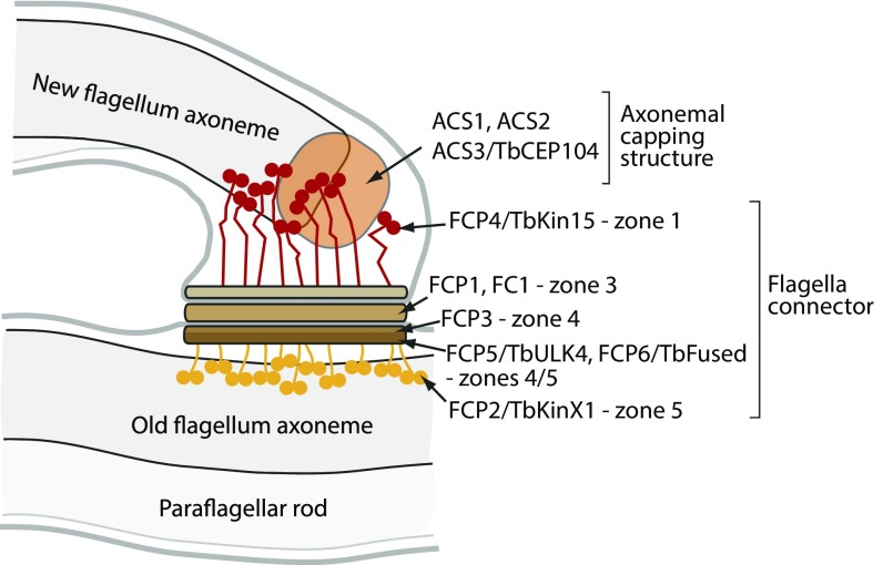 Fig. 9.