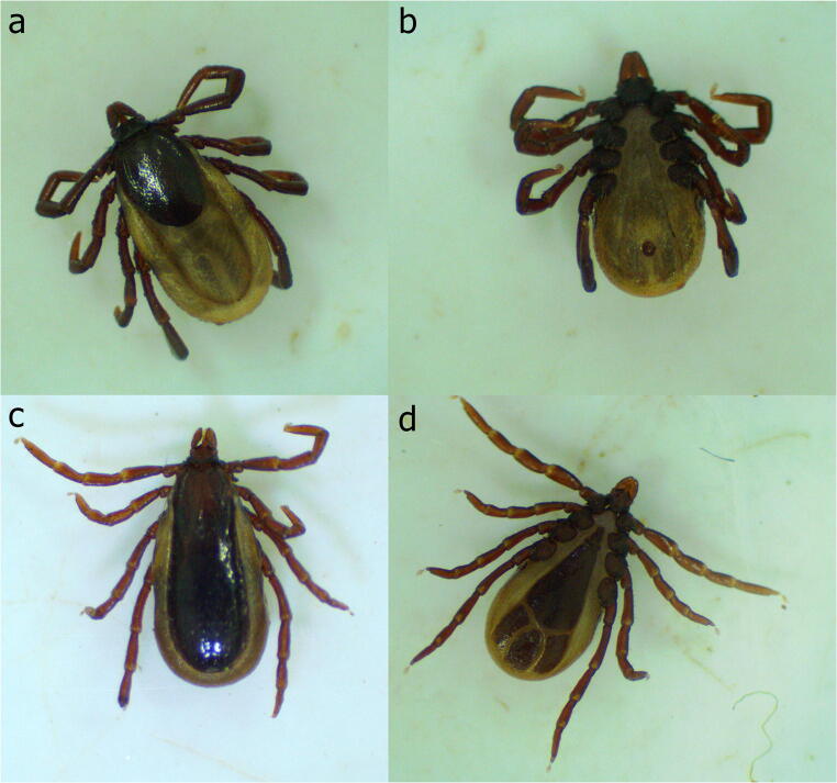 Fig. 3