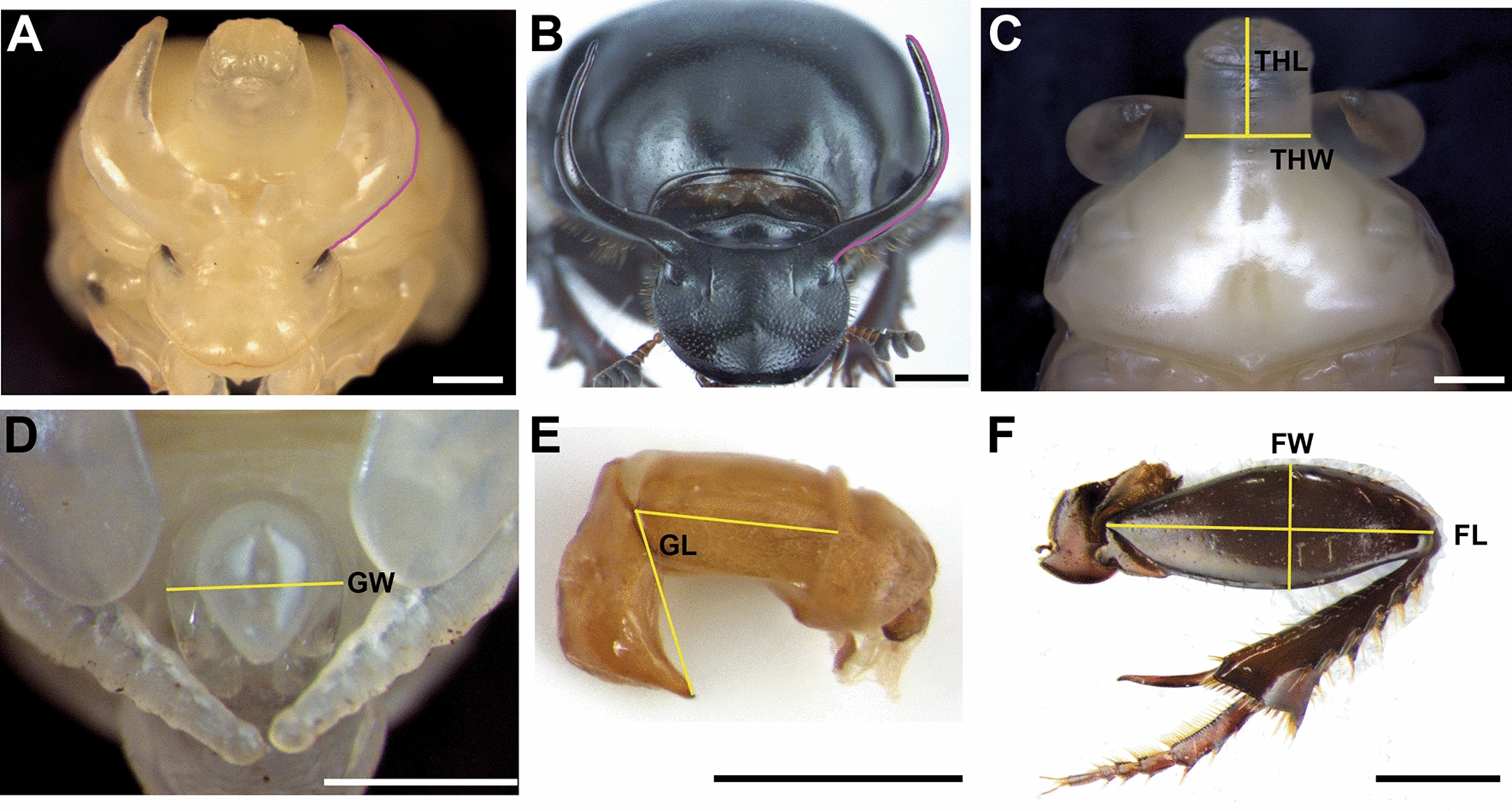 Fig. 1