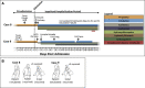 Supplemental Figure 1