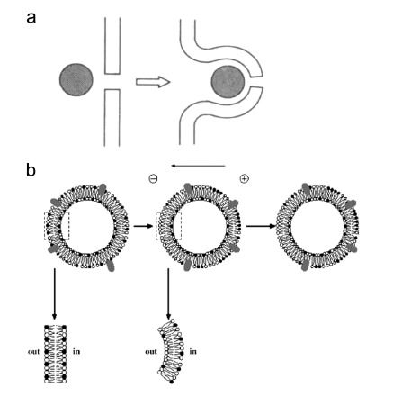 Fig. (11)