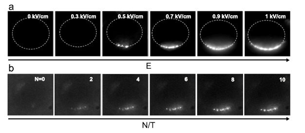 Fig. (8)