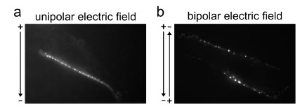 Fig. (7)