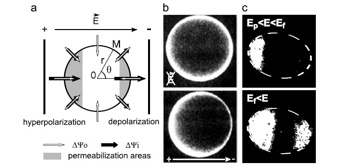 Fig. (3)