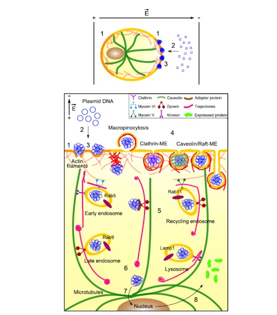 Fig. (16)