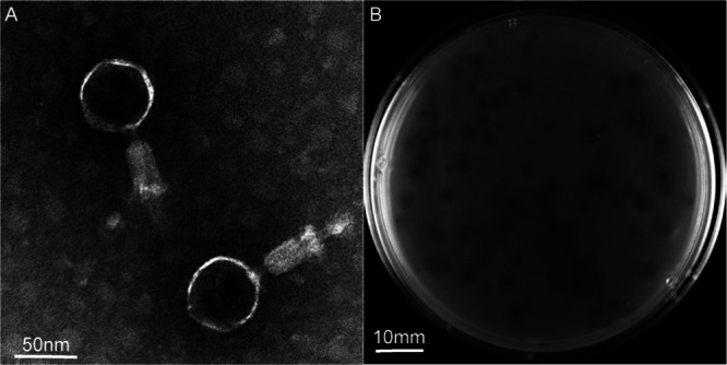 FIG 1